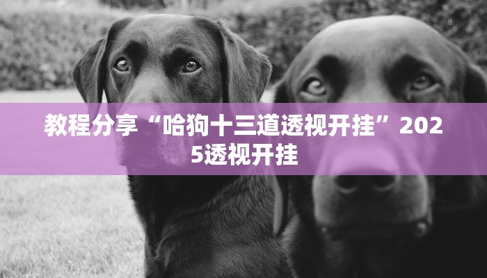 教程分享“哈狗十三道透视开挂”2025透视开挂